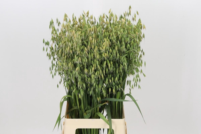 <h4>Avena sterilis</h4>