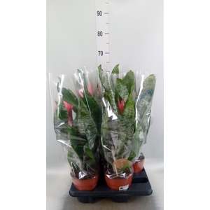 Aechmea fasciata 'Primera'