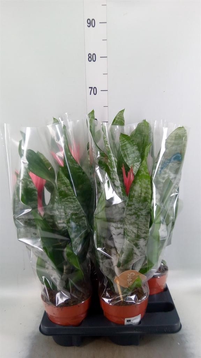 <h4>Aechmea fasciata 'Primera'</h4>