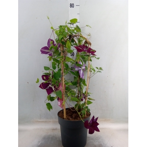Clematis  'Garland'   ...