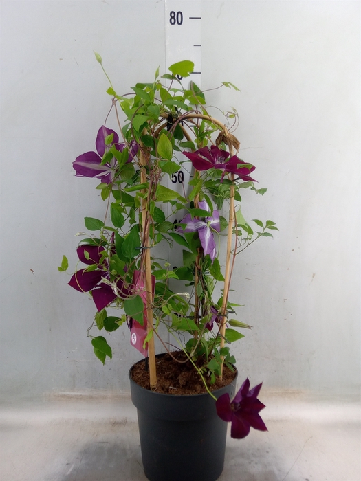 <h4>Clematis  'Garland'   ...</h4>