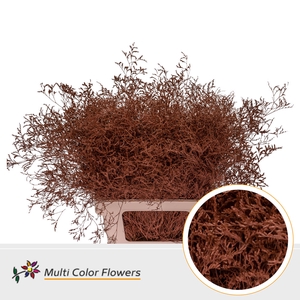 Limonium Beltlaard Bruin