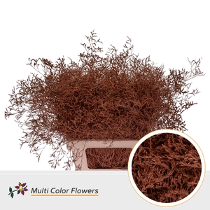 Limonium Beltlaard Bruin