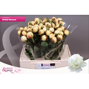 Paeonia Bridal Shower | XXL