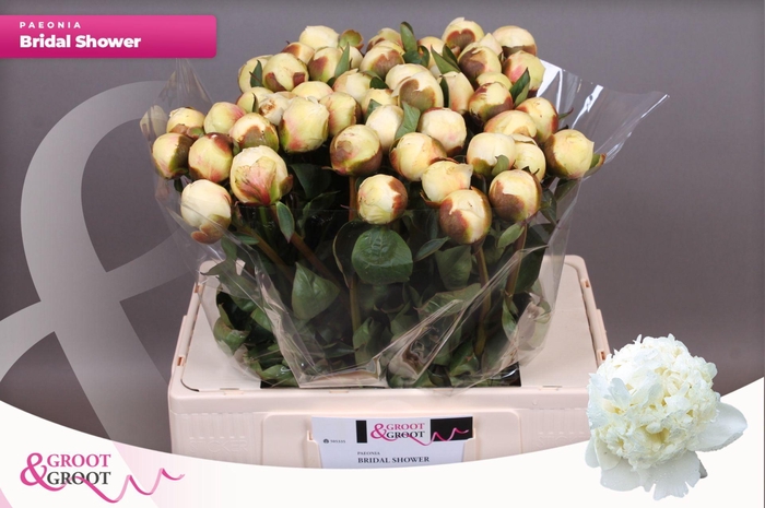 <h4>Paeonia Bridal Shower | XXL</h4>