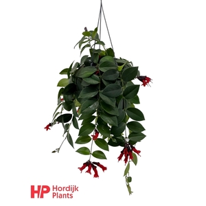 Aeschynanthus Mona Lisa