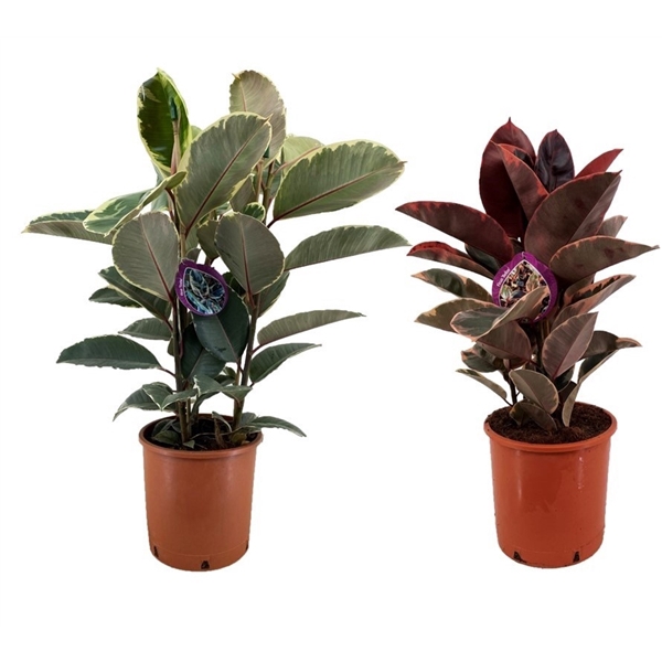 <h4>Ficus mix</h4>