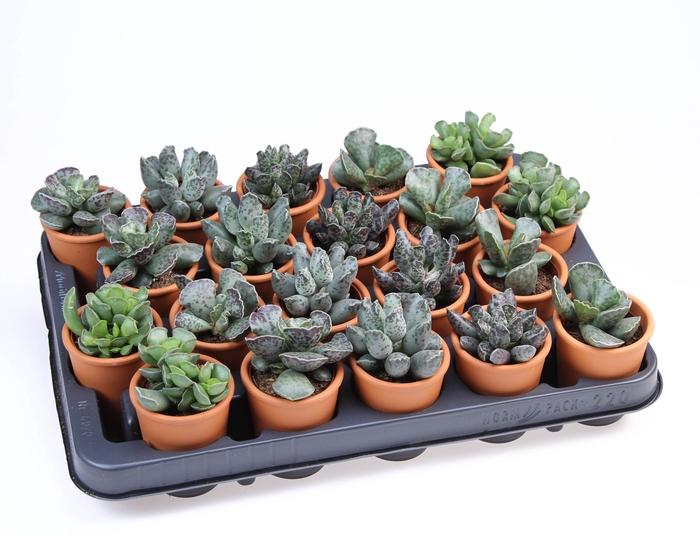 <h4>Adromischus Gemengd Keramiek Rozenpot</h4>