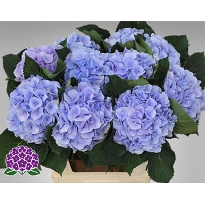 Hydrangea Verena blauw