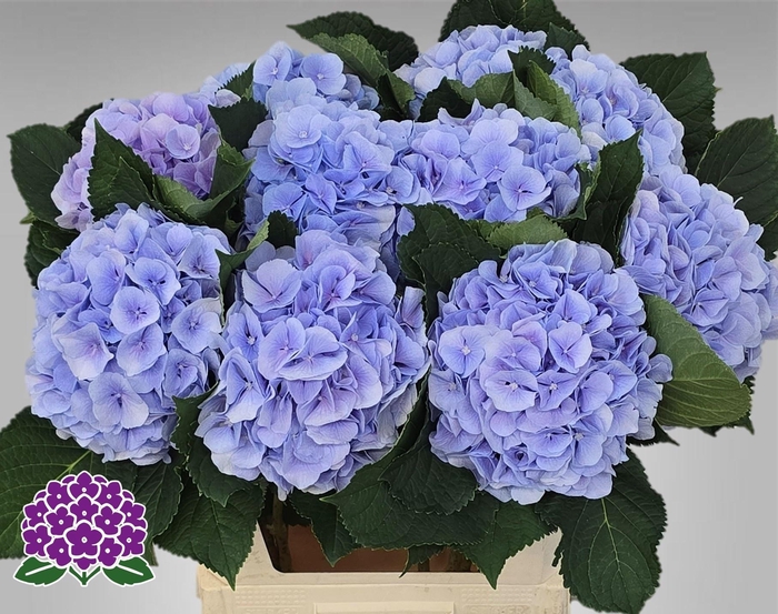 <h4>Hydrangea Verena blauw</h4>