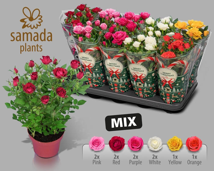 <h4>RO SAMADAPL GEM</h4>