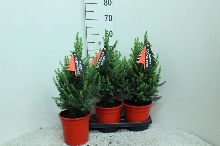 <h4>Picea glauca 'Conica'</h4>
