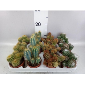 Cactus   ...mix