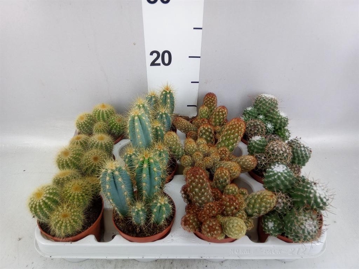<h4>Cactus ...mix</h4>