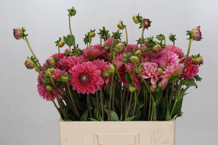 Dahlia DE 'Pink Runner'