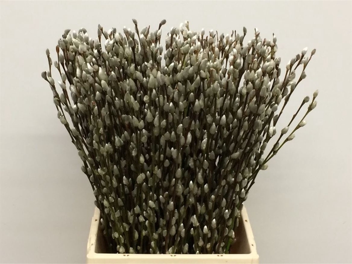 <h4>Salix Caprea 'snow Flake' (ch) Fresh!</h4>