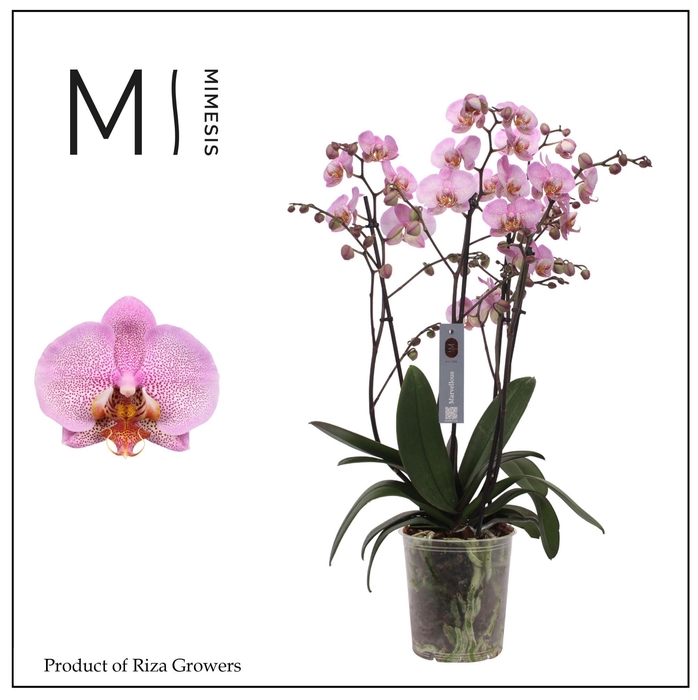 <h4>Phalaenopsis Marvellous Pink Special 50+ – 17cm | Mimesis</h4>