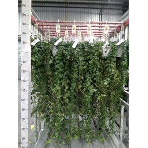 Hedera helix 'Pittsburgh'