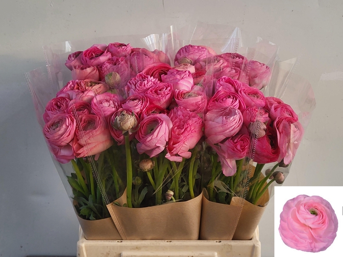 <h4>Ran Am Rose</h4>