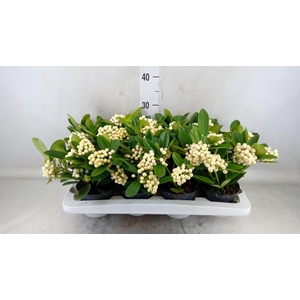 Skimmia jap. 'OBerries White'