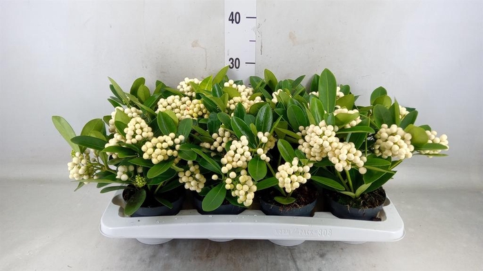 <h4>Skimmia jap. 'OBerries White'</h4>