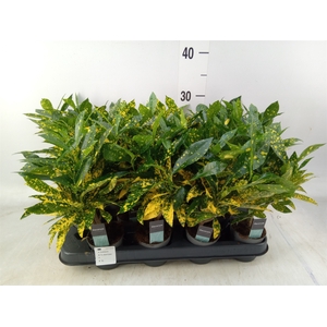 Codiaeum var. KL 'Gold Sun'