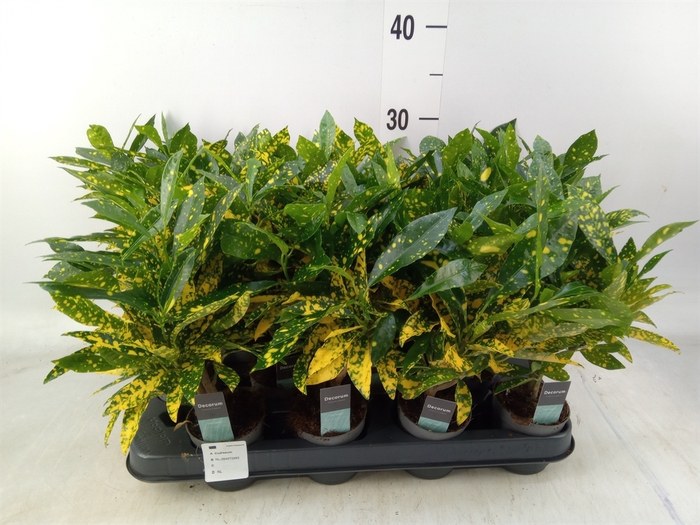 <h4>Codiaeum var. KL 'Gold Sun'</h4>