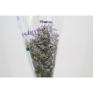 LIMONIUM 070 CM LILAS