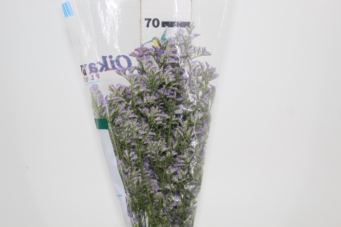 <h4>LIMONIUM 070 CM LILAS</h4>