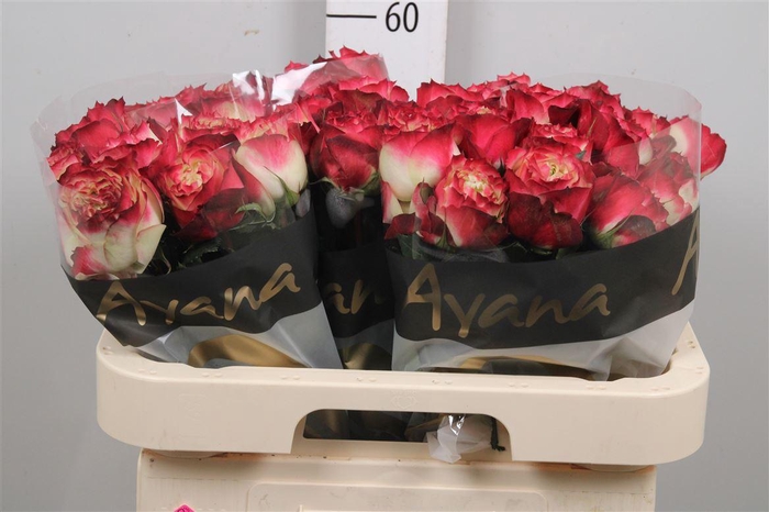 <h4>R Gr Apple Jack</h4>