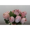 Protea Cynaroides
