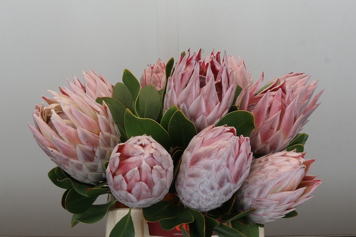 Protea Cynaroides