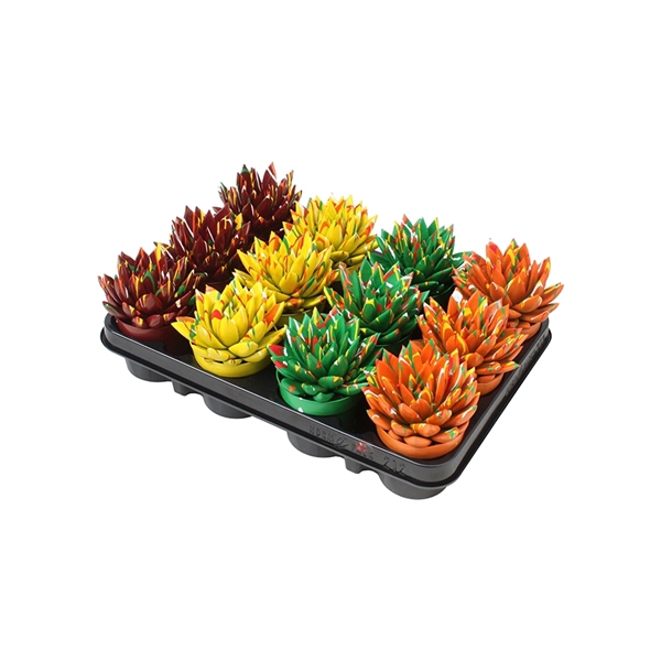 <h4>Echeveria coloured Splash autumn mix</h4>