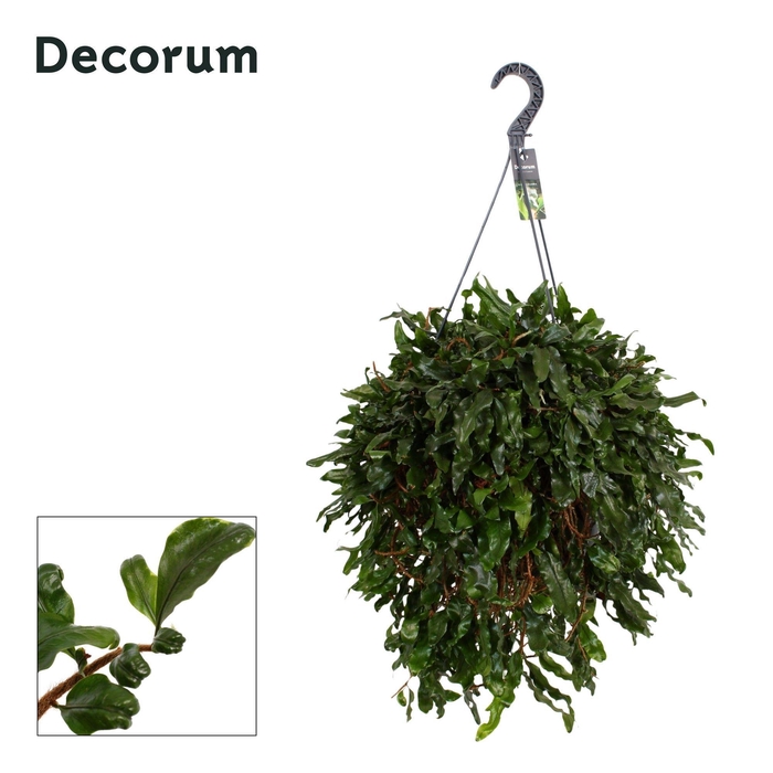 <h4>Microgramma nitida Monkeyhill XXL</h4>