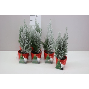 Chamaecyparis La Ellwoodii Snow Keramiek Pot