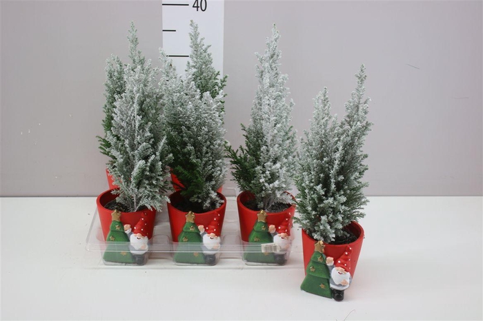 <h4>Chamaecyparis La Ellwoodii Snow Keramiek Pot</h4>