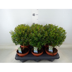 Myrtus communis