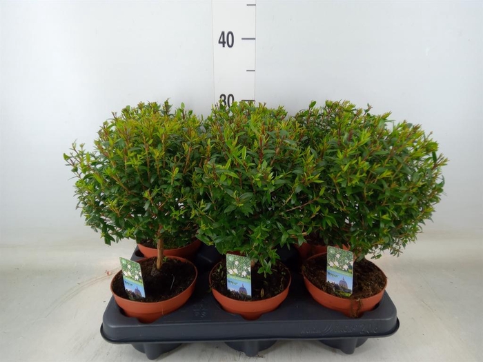 <h4>Myrtus communis</h4>