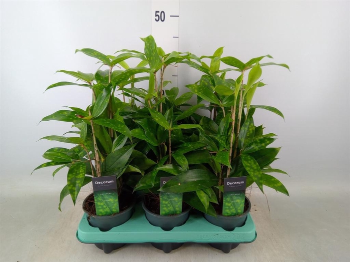 <h4>Dracaena surculosa</h4>