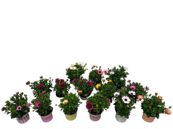 <h4>Osteospermum</h4>