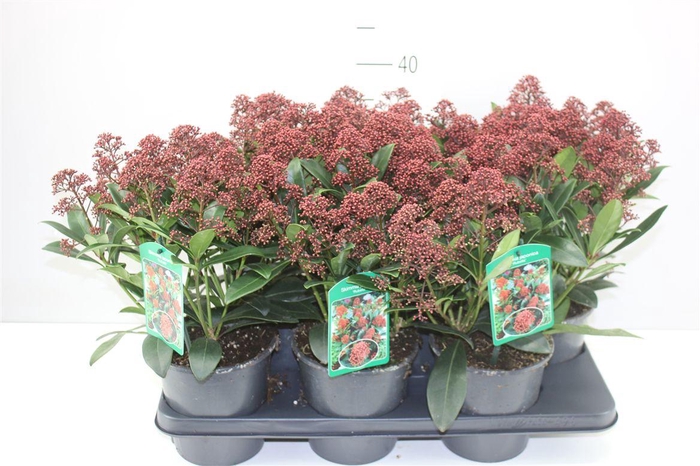 <h4>Skimmia Jap. Rubella 15+</h4>
