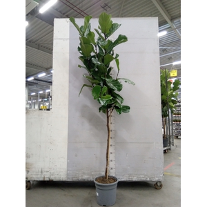 Ficus lyrata