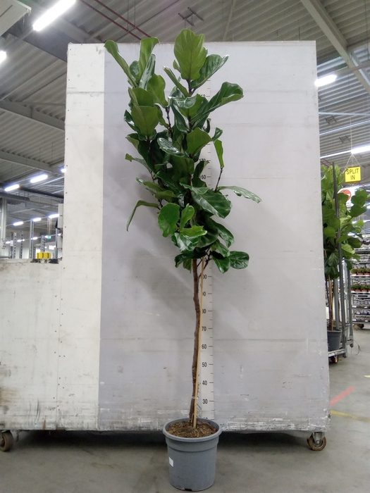 <h4>Ficus lyrata</h4>