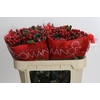 Hypericum True Romance