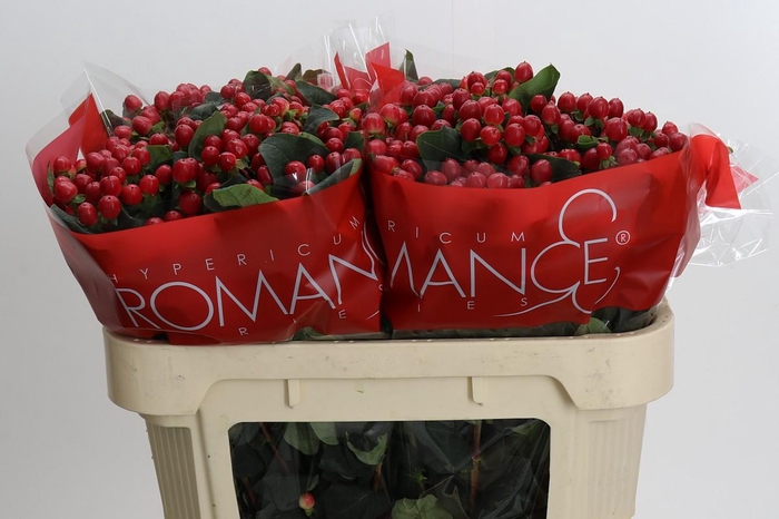 <h4>Hypericum True Romance</h4>