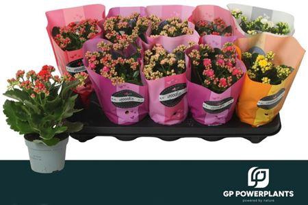 <h4>Kal Ge Perf Gem 5 Kl</h4>