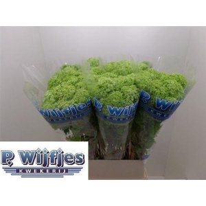 Viburnum Roseum St 100cm 2 Hd