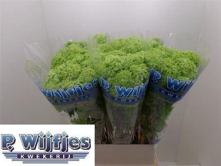 <h4>Viburnum Roseum St 100cm 2 Hd</h4>