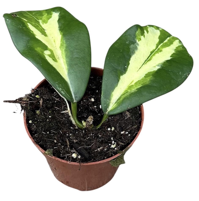 <h4>Hoya Diversifolia Maharani</h4>