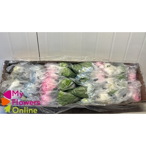Hydr Super Select Mixed Assorted 17-18cm CO